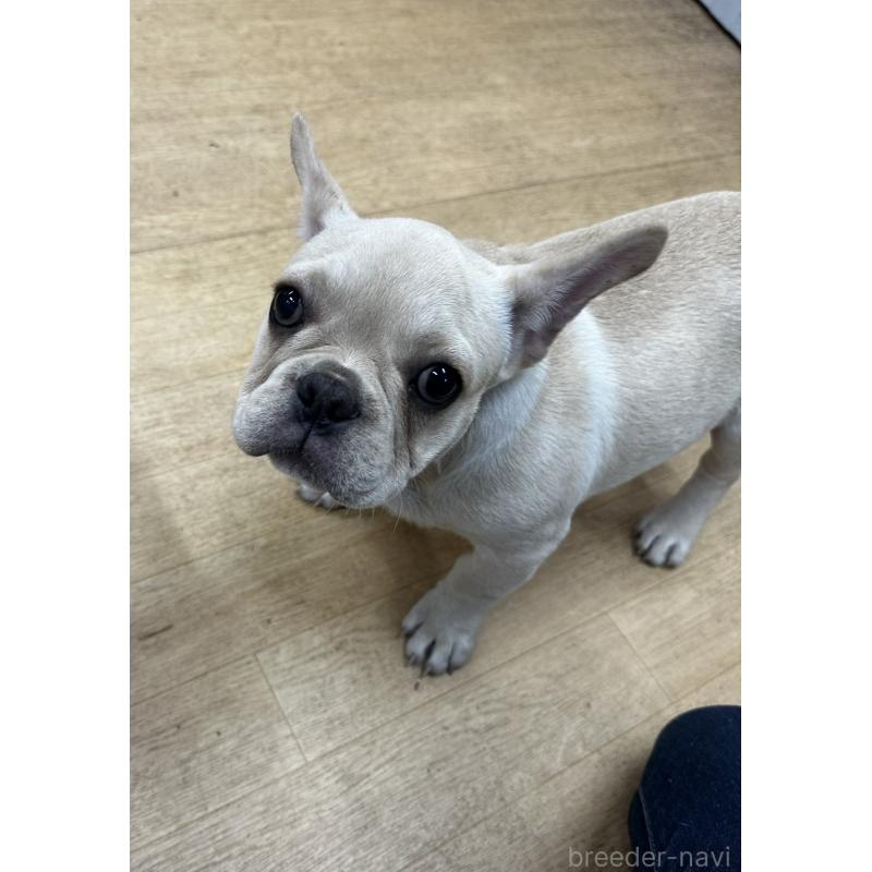 販売中の千葉県のフレンチブルドッグ-412672の5枚目