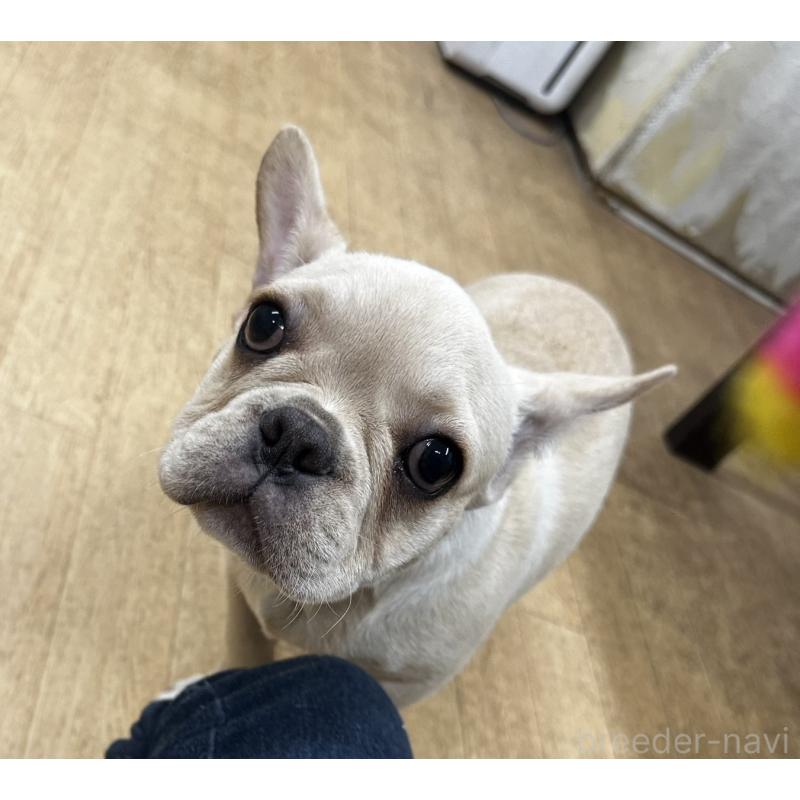 販売中の千葉県のフレンチブルドッグ-412672の4枚目