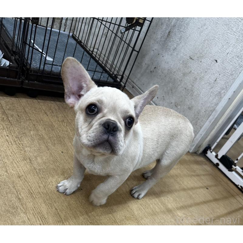 販売中の千葉県のフレンチブルドッグ-412672の3枚目