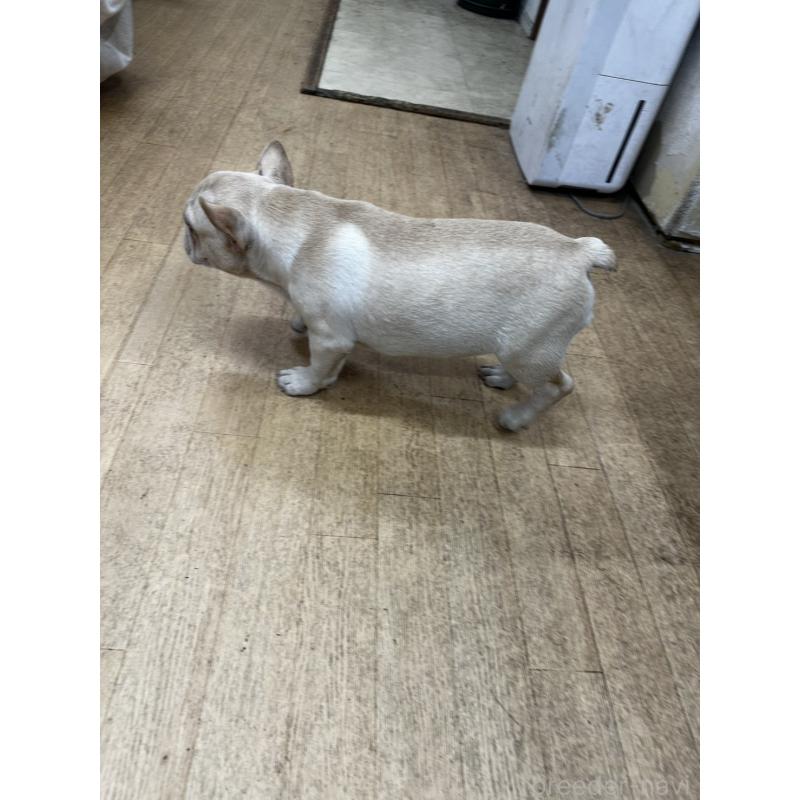 販売中の千葉県のフレンチブルドッグ-412672の2枚目