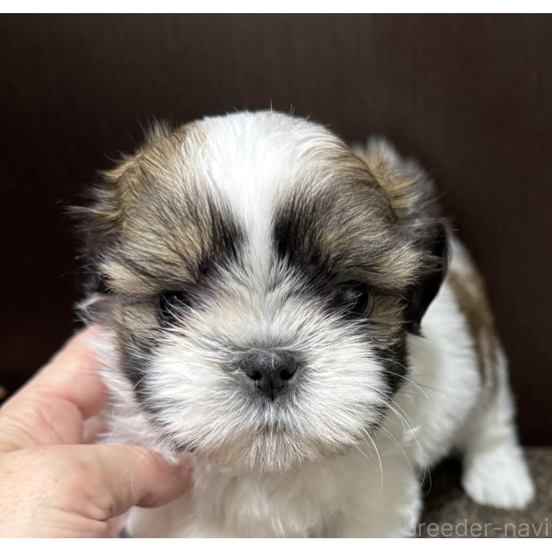 販売中の大阪府のシーズー-424478の3枚目