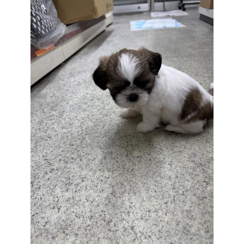 販売中の大阪府のシーズー-424478の2枚目