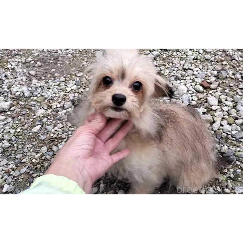 販売中の岐阜県のチワプー:チワワ×トイプードル-390109の2枚目