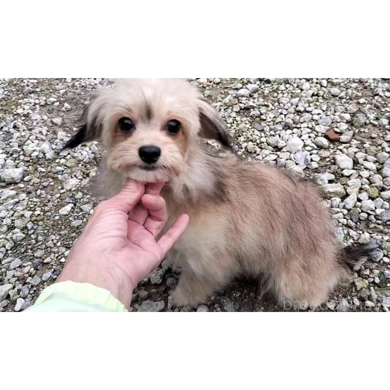 商談中の岐阜県のチワプー:チワワ×トイプードル-390109