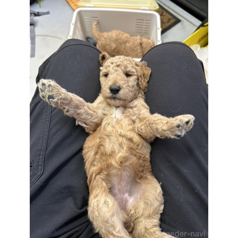 成約済の北海道のスタンダードプードル-422649の10枚目