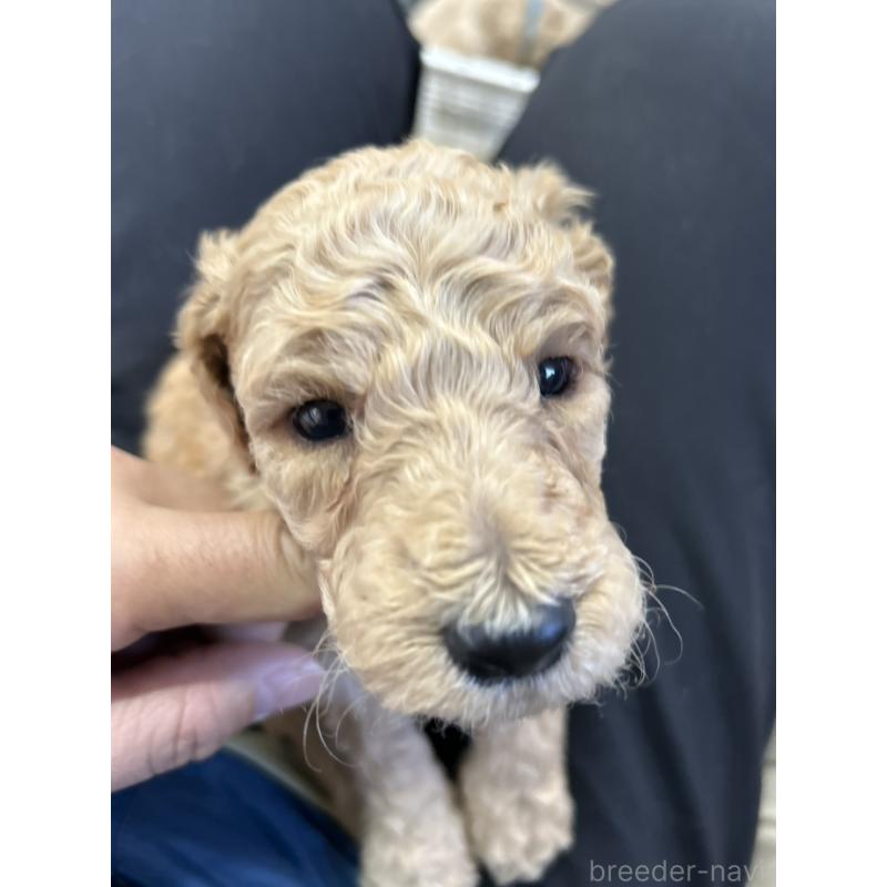 販売中の北海道のスタンダードプードル-422649