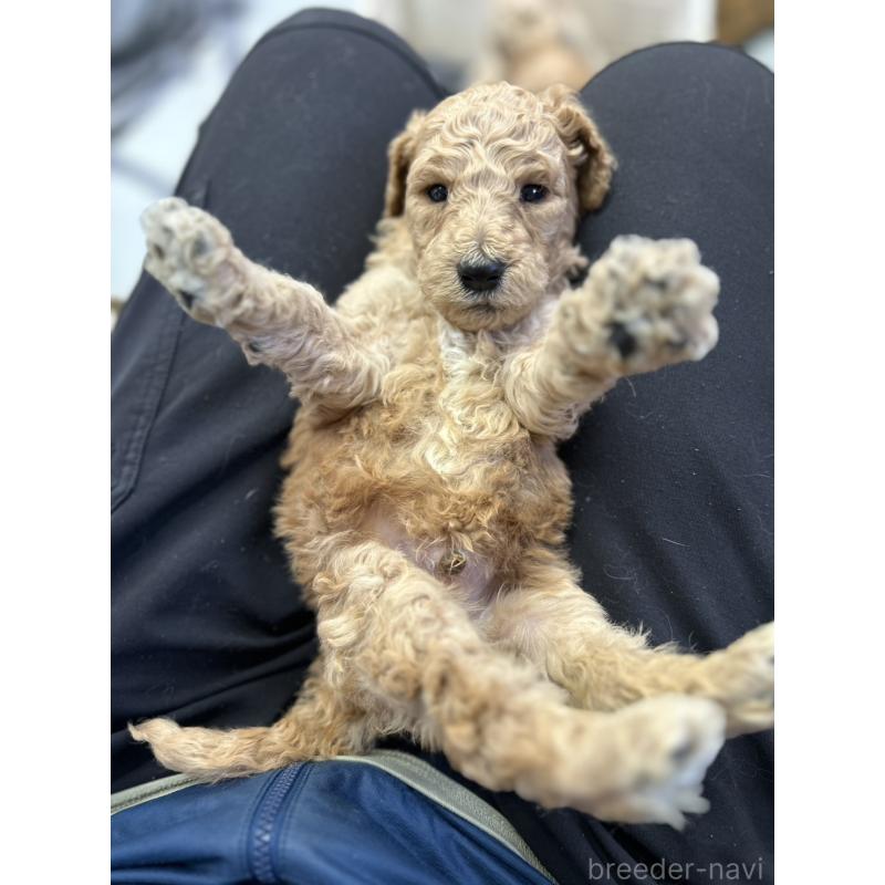 成約済の北海道のスタンダードプードル-422649の9枚目