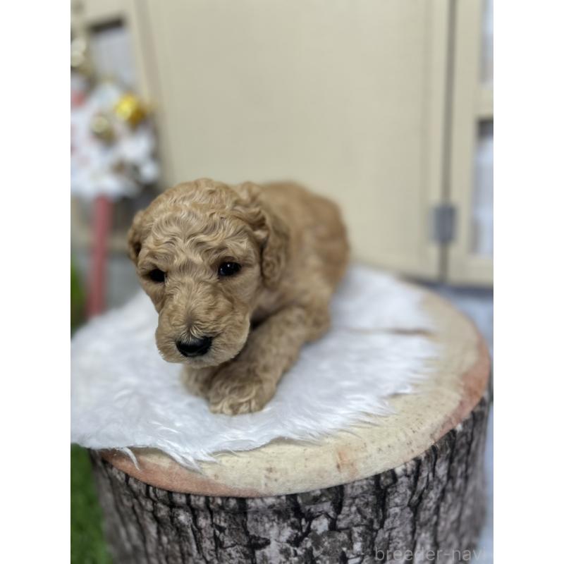 成約済の北海道のスタンダードプードル-422649の8枚目