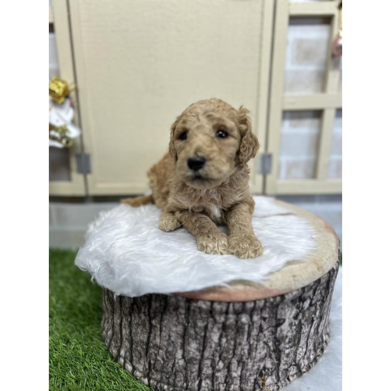 成約済の北海道のスタンダードプードル-422649の7枚目