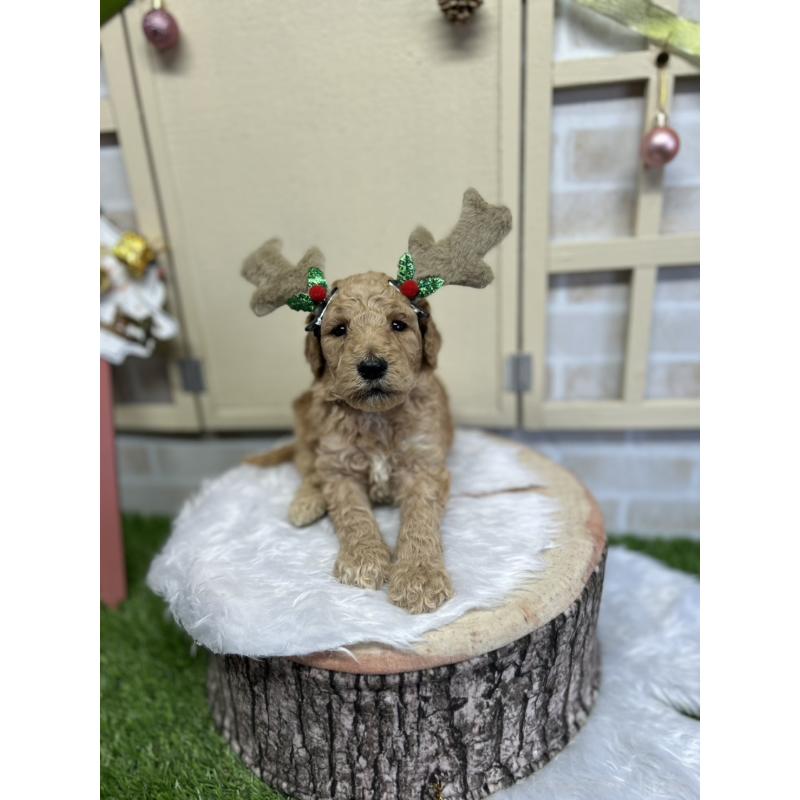 成約済の北海道のスタンダードプードル-422649の6枚目