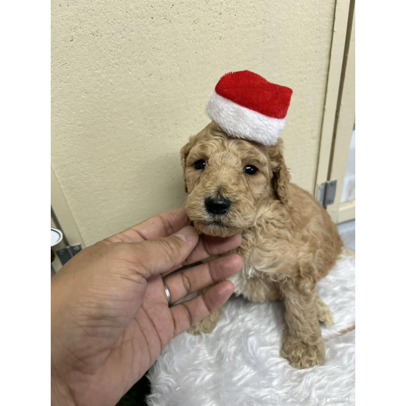 成約済の北海道のスタンダードプードル-422649の5枚目