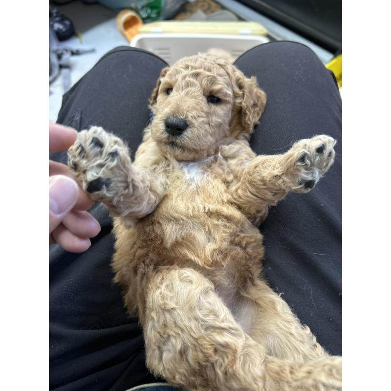 販売中の北海道のスタンダードプードル-422645