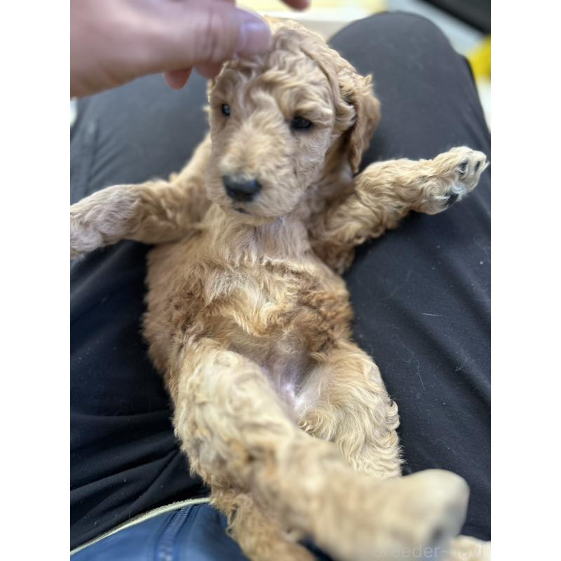 成約済の北海道のスタンダードプードル-422645の7枚目