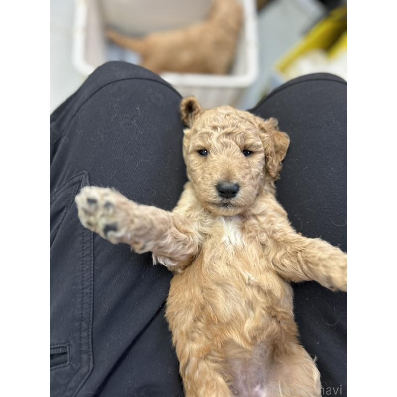 成約済の北海道のスタンダードプードル-422645の5枚目