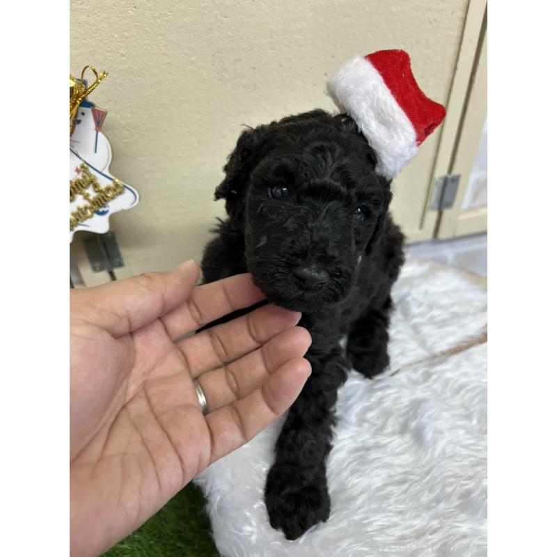 成約済の北海道のスタンダードプードル-422650の7枚目