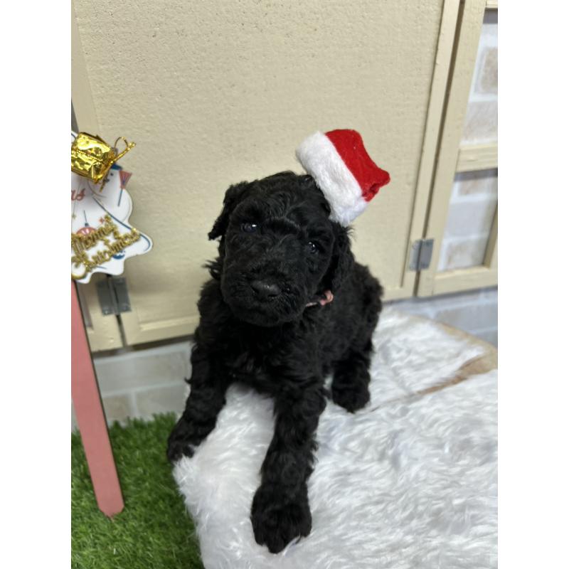 成約済の北海道のスタンダードプードル-422650の6枚目