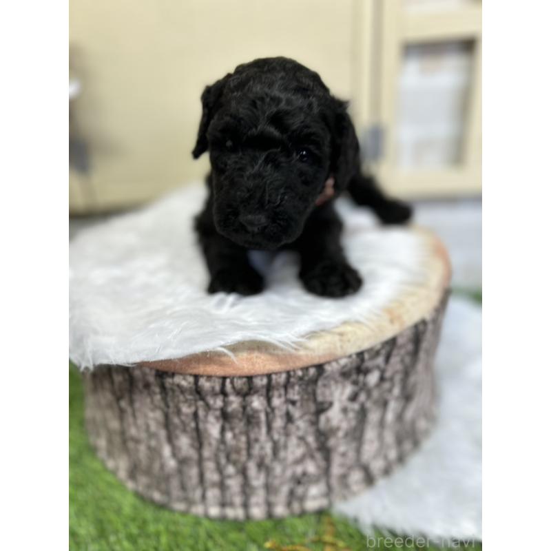 販売中の北海道のスタンダードプードル-422650