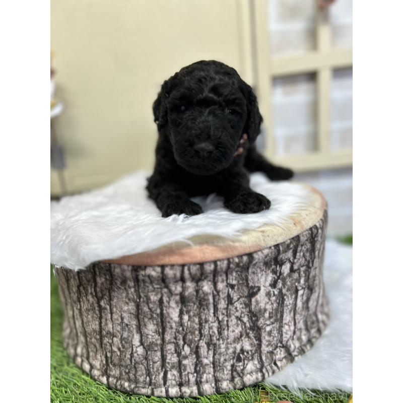 成約済の北海道のスタンダードプードル-422650の4枚目