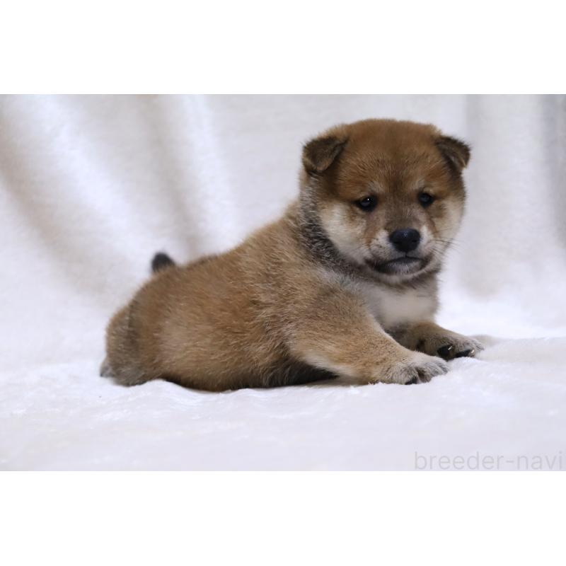 販売中の滋賀県の柴犬-424480の8枚目