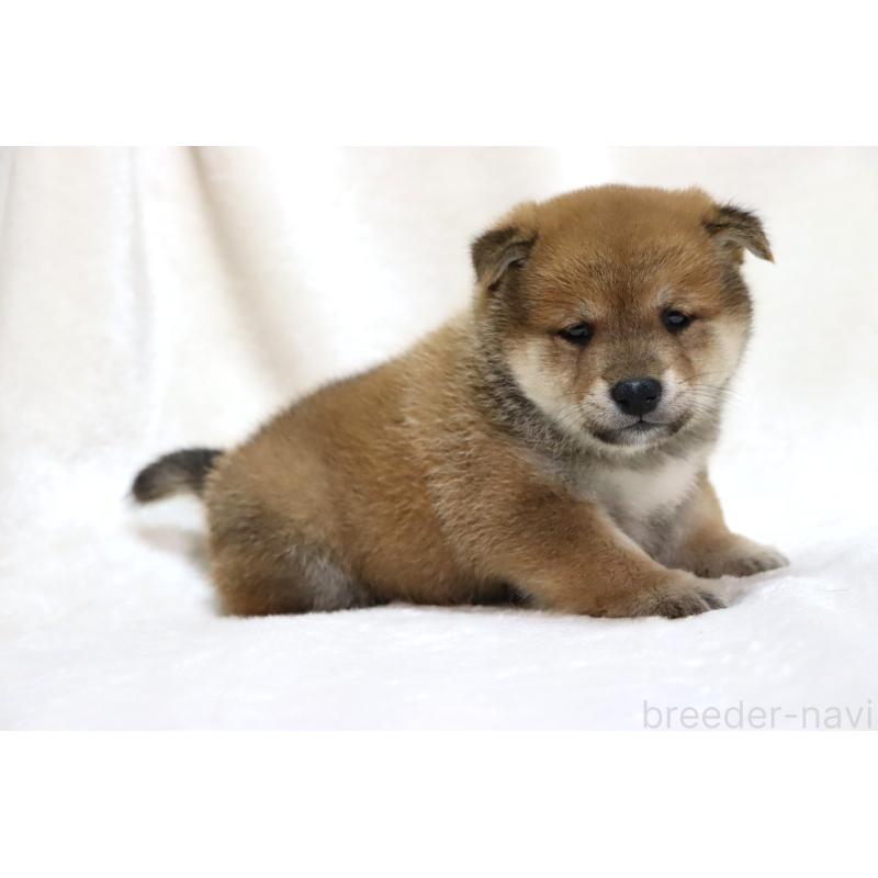 販売中の滋賀県の柴犬-424480の7枚目