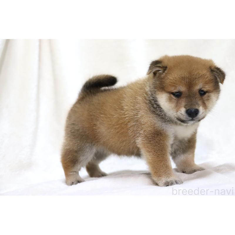 販売中の滋賀県の柴犬-424480の6枚目