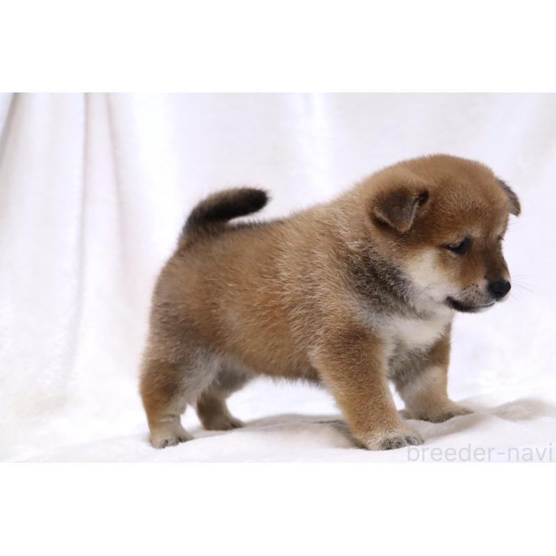 販売中の滋賀県の柴犬-424480の5枚目