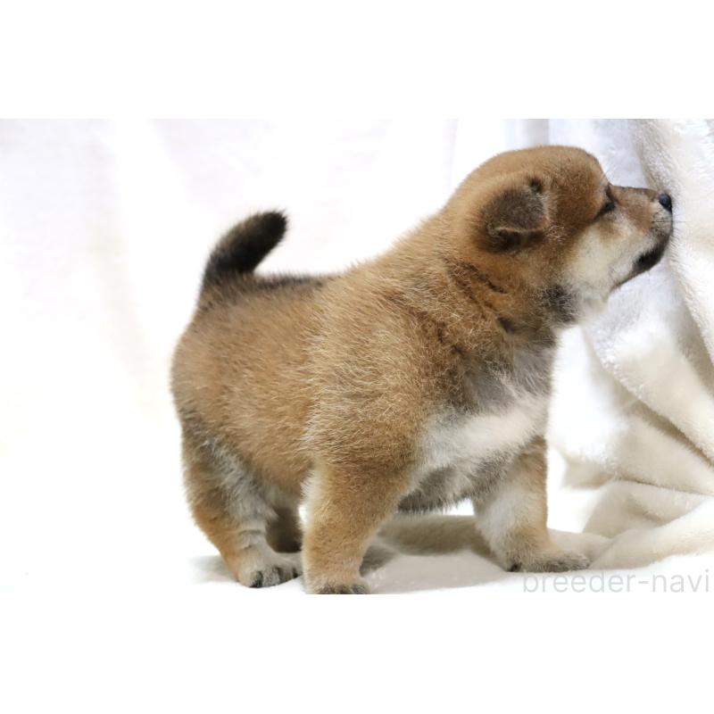 販売中の滋賀県の柴犬-424480の4枚目