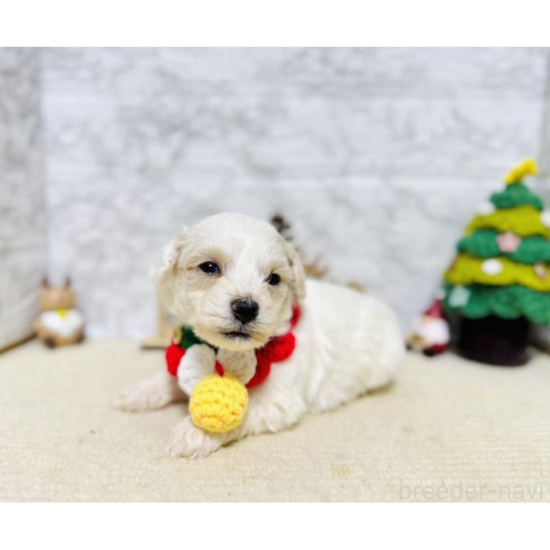 販売中の岐阜県のマルプー:マルチーズ×トイプードル-424481の8枚目