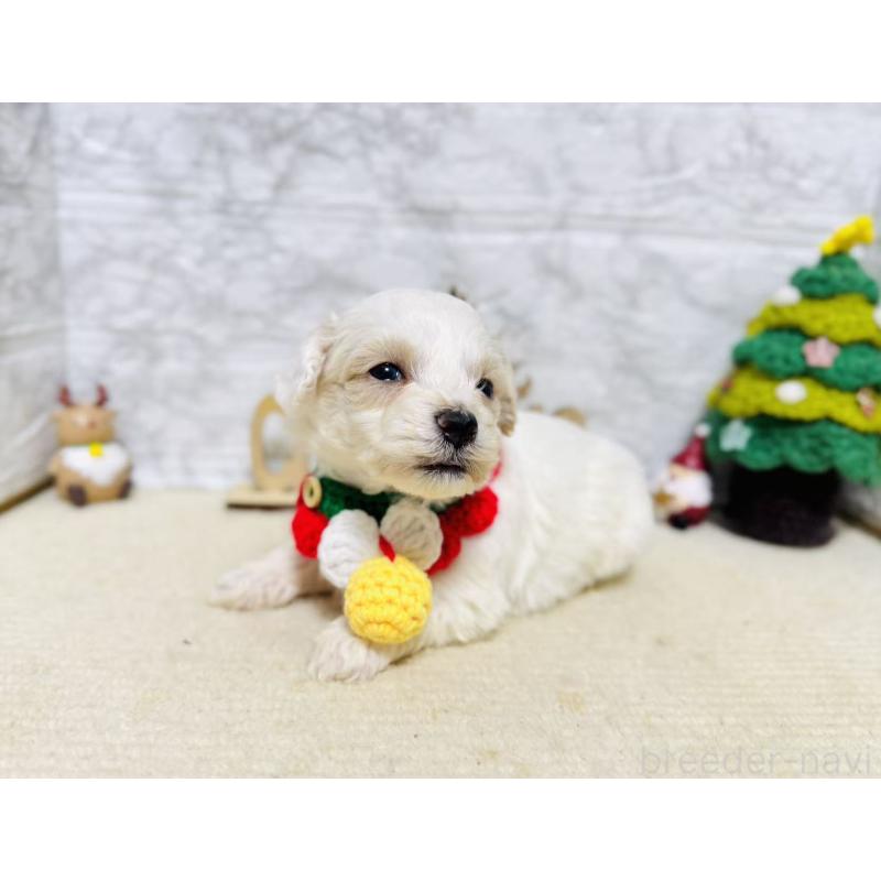 販売中の岐阜県のマルプー:マルチーズ×トイプードル-424481の7枚目