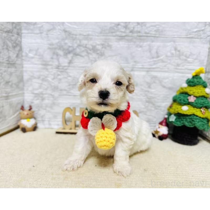 販売中の岐阜県のマルプー:マルチーズ×トイプードル-424481の6枚目