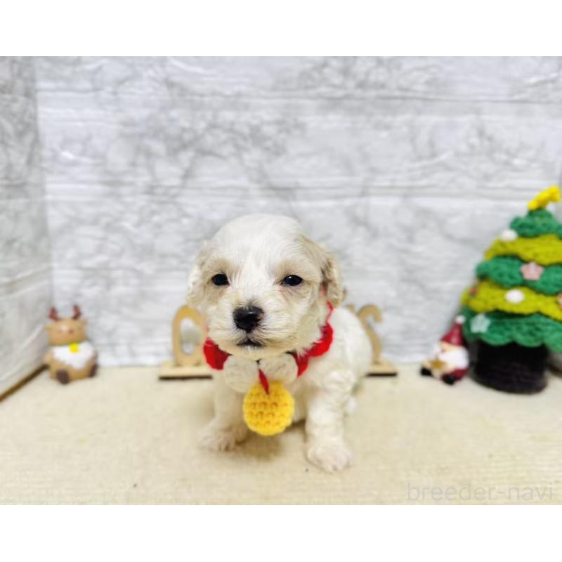 販売中の岐阜県のマルプー:マルチーズ×トイプードル-424481の5枚目