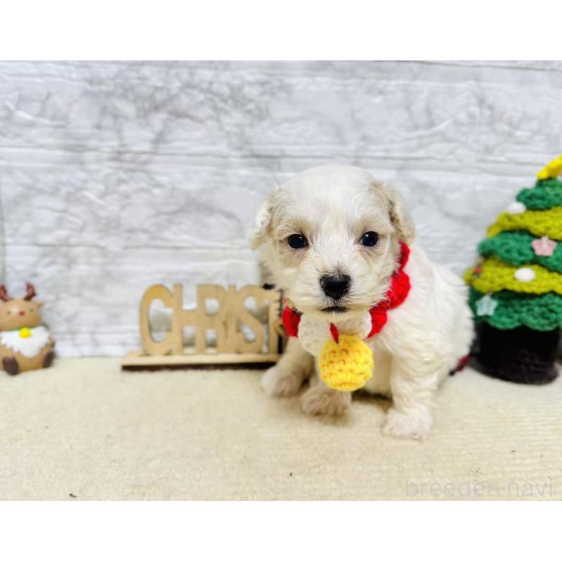 販売中の岐阜県のマルプー:マルチーズ×トイプードル-424481の4枚目