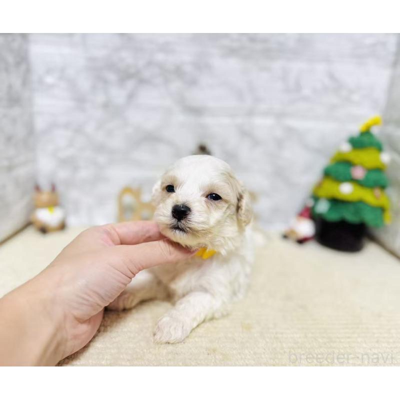 販売中の岐阜県のマルプー:マルチーズ×トイプードル-424481の3枚目