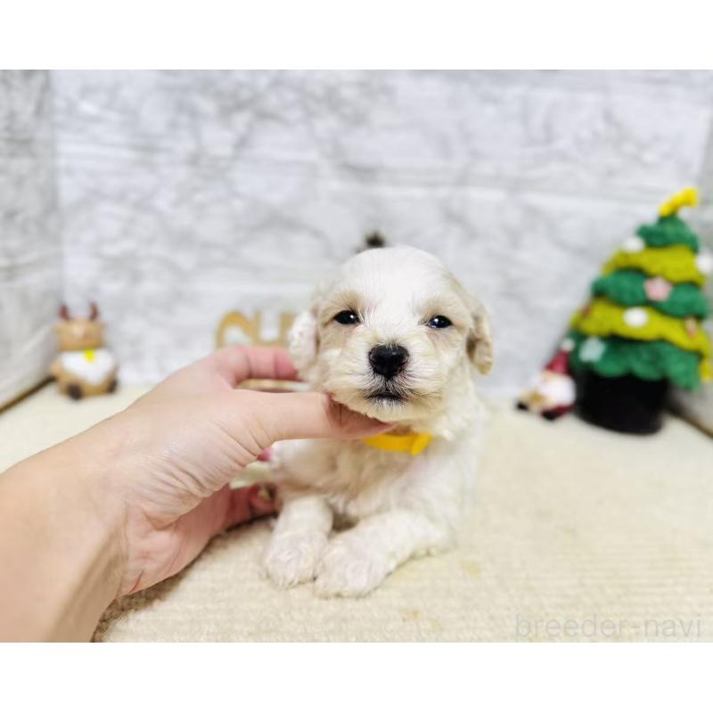 販売中の岐阜県のマルプー:マルチーズ×トイプードル-424481の2枚目