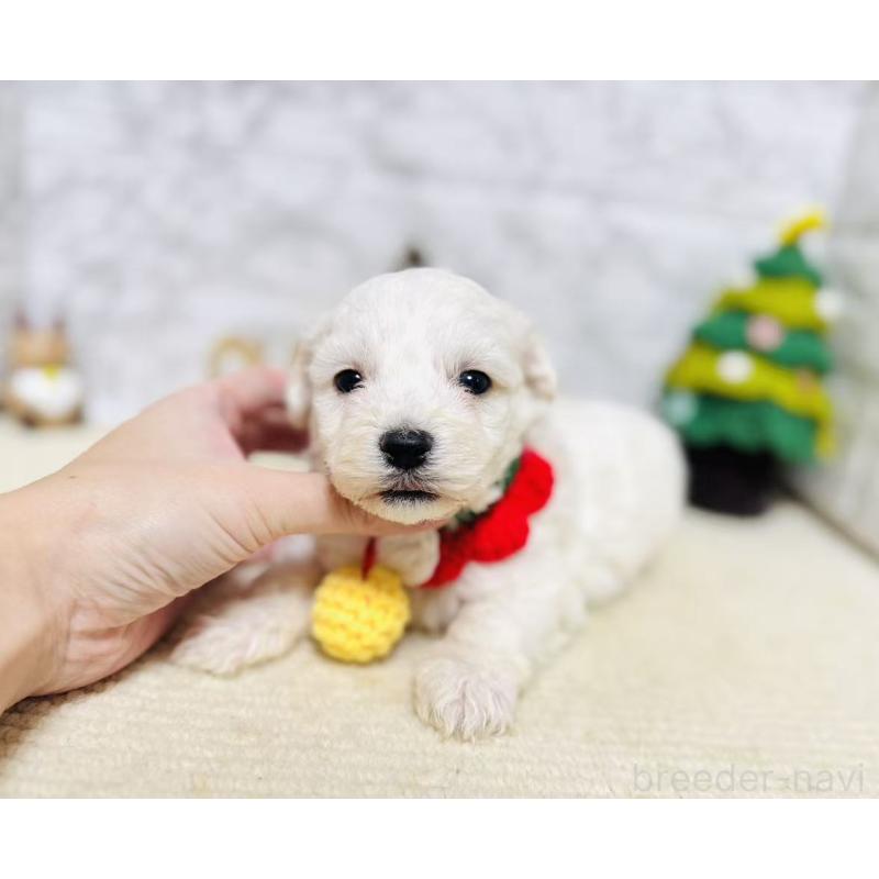 販売中の岐阜県のマルプー:マルチーズ×トイプードル-424482の5枚目