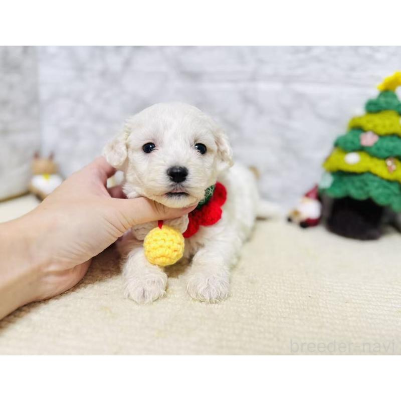 販売中の岐阜県のマルプー:マルチーズ×トイプードル-424482の4枚目