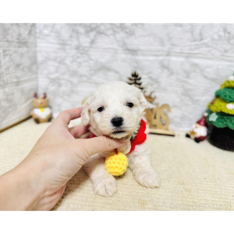 販売中の岐阜県のマルプー:マルチーズ×トイプードル-424482の3枚目