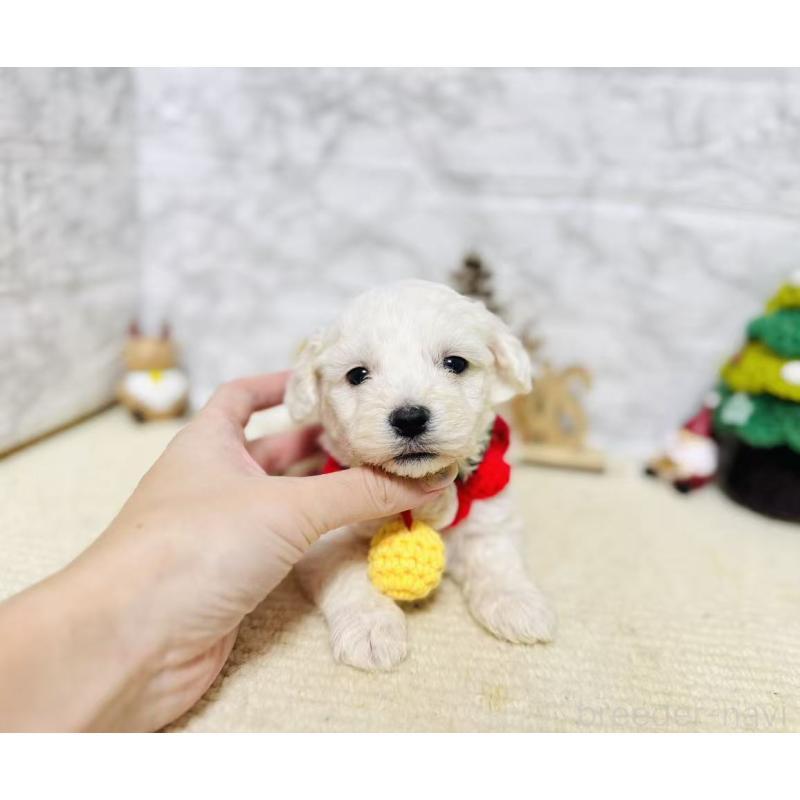 販売中の岐阜県のマルプー:マルチーズ×トイプードル-424482の2枚目