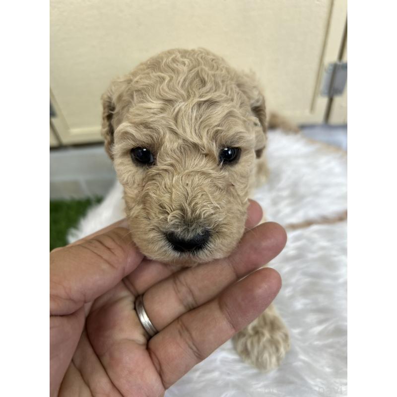 販売中の北海道のスタンダードプードル-422653