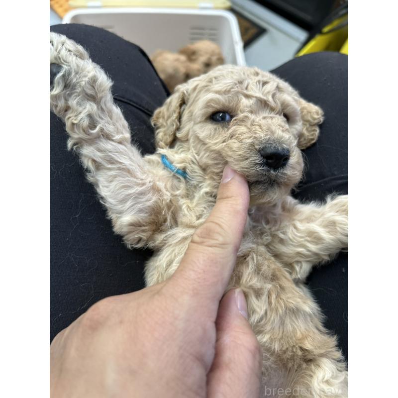 成約済の北海道のスタンダードプードル-422653の6枚目