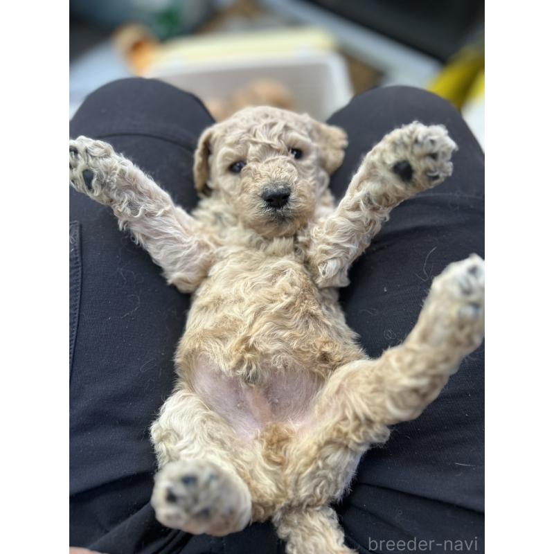 成約済の北海道のスタンダードプードル-422653の7枚目