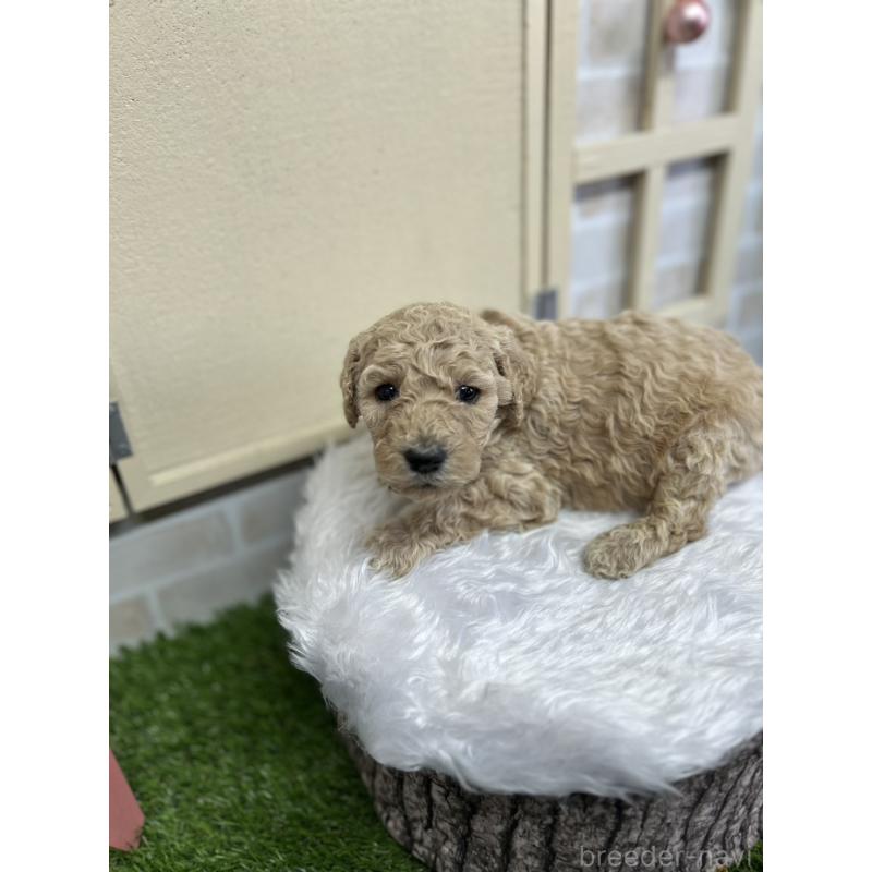 成約済の北海道のスタンダードプードル-422653の5枚目