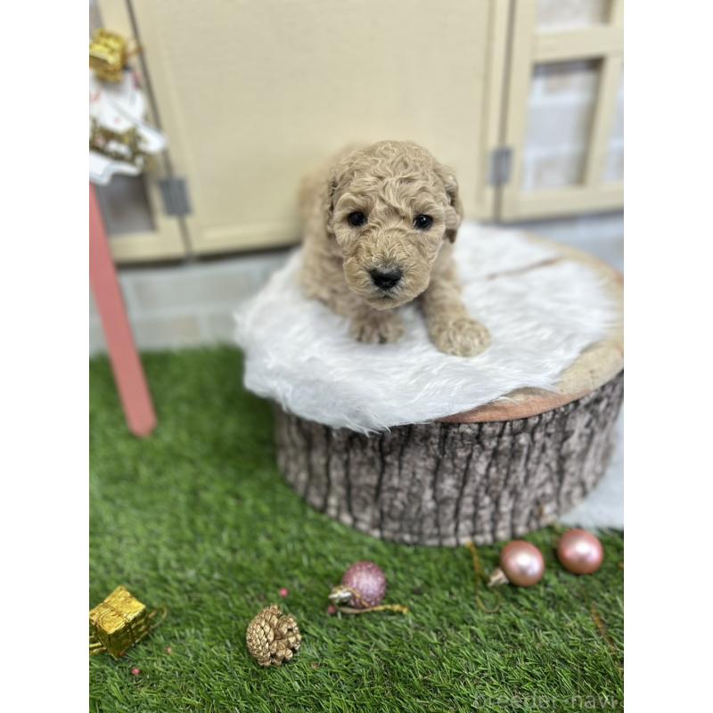 成約済の北海道のスタンダードプードル-422653の4枚目