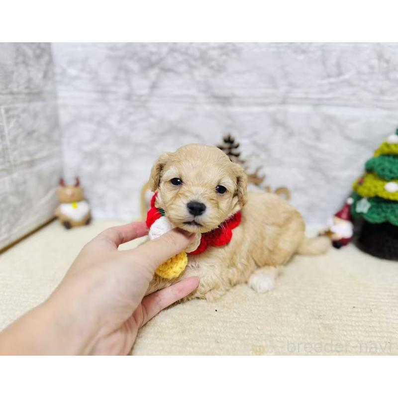 販売中の岐阜県のマルプー:マルチーズ×トイプードル-424485の8枚目