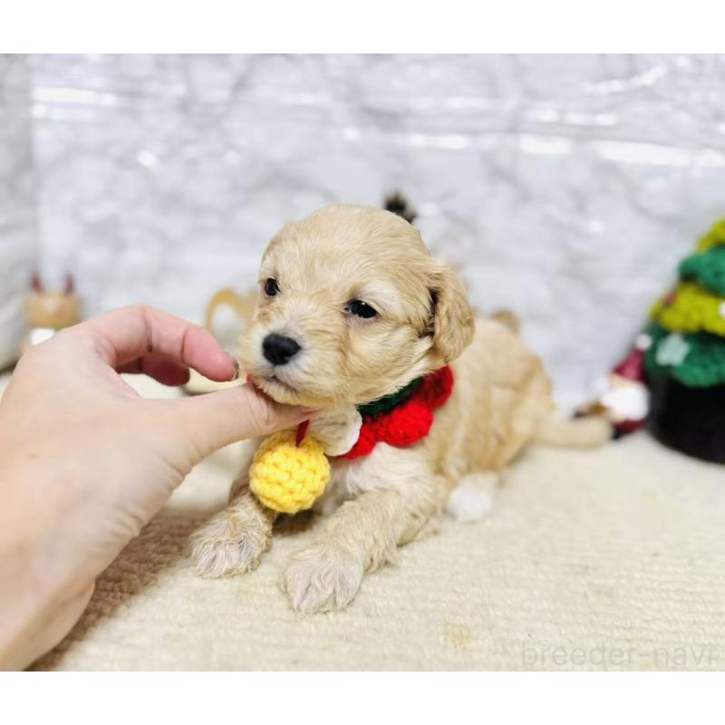 販売中の岐阜県のマルプー:マルチーズ×トイプードル-424485の7枚目