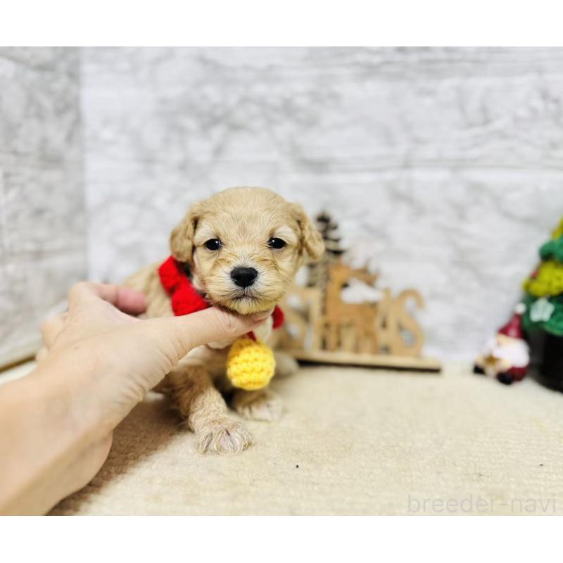 販売中の岐阜県のマルプー:マルチーズ×トイプードル-424485の6枚目