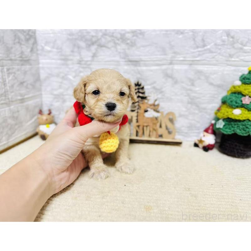 販売中の岐阜県のマルプー:マルチーズ×トイプードル-424485の5枚目