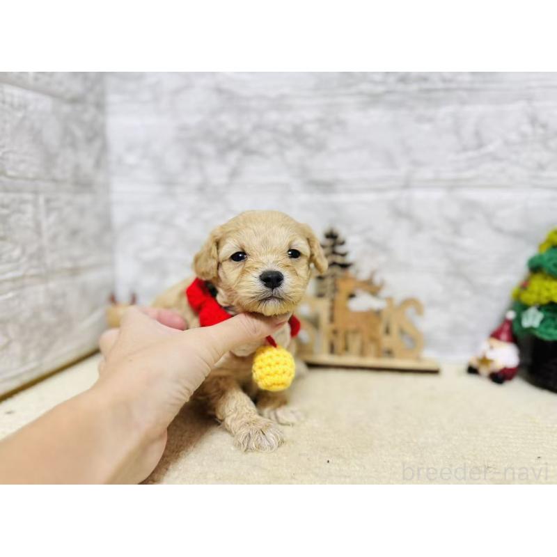 販売中の岐阜県のマルプー:マルチーズ×トイプードル-424485の3枚目