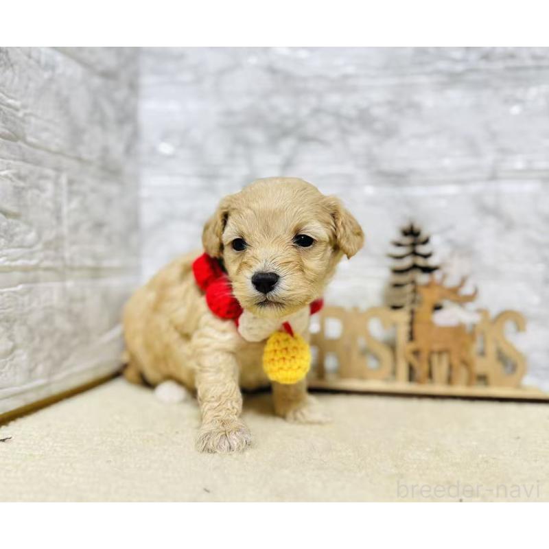 販売中の岐阜県のマルプー:マルチーズ×トイプードル-424485の4枚目