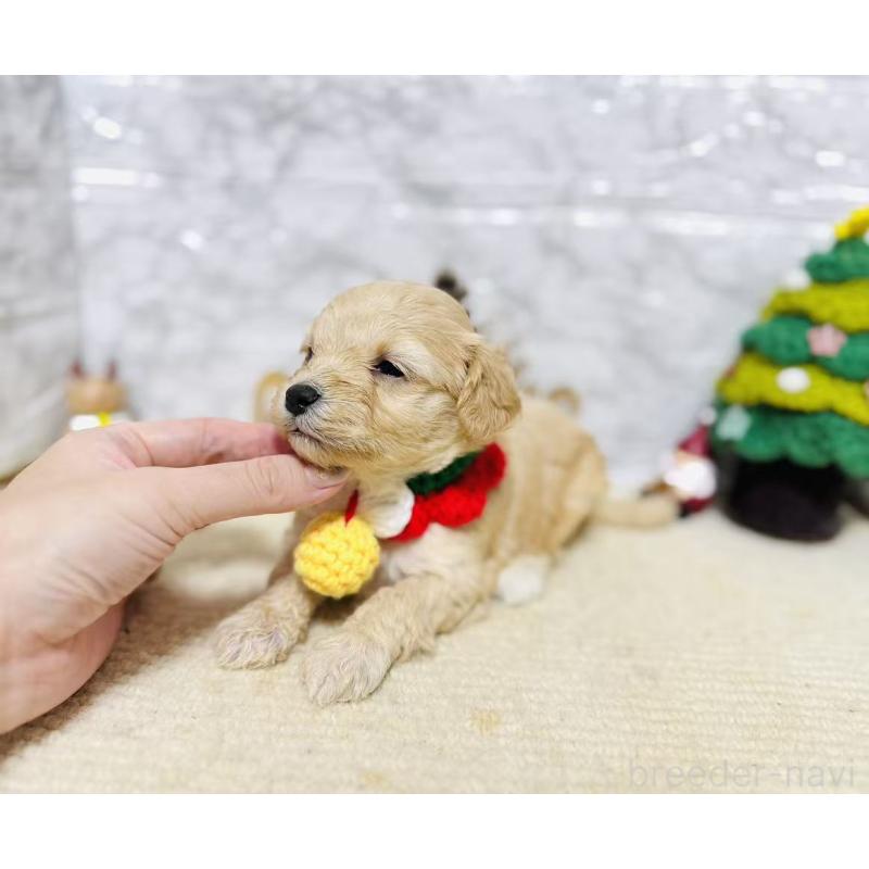 販売中の岐阜県のマルプー:マルチーズ×トイプードル-424485の2枚目